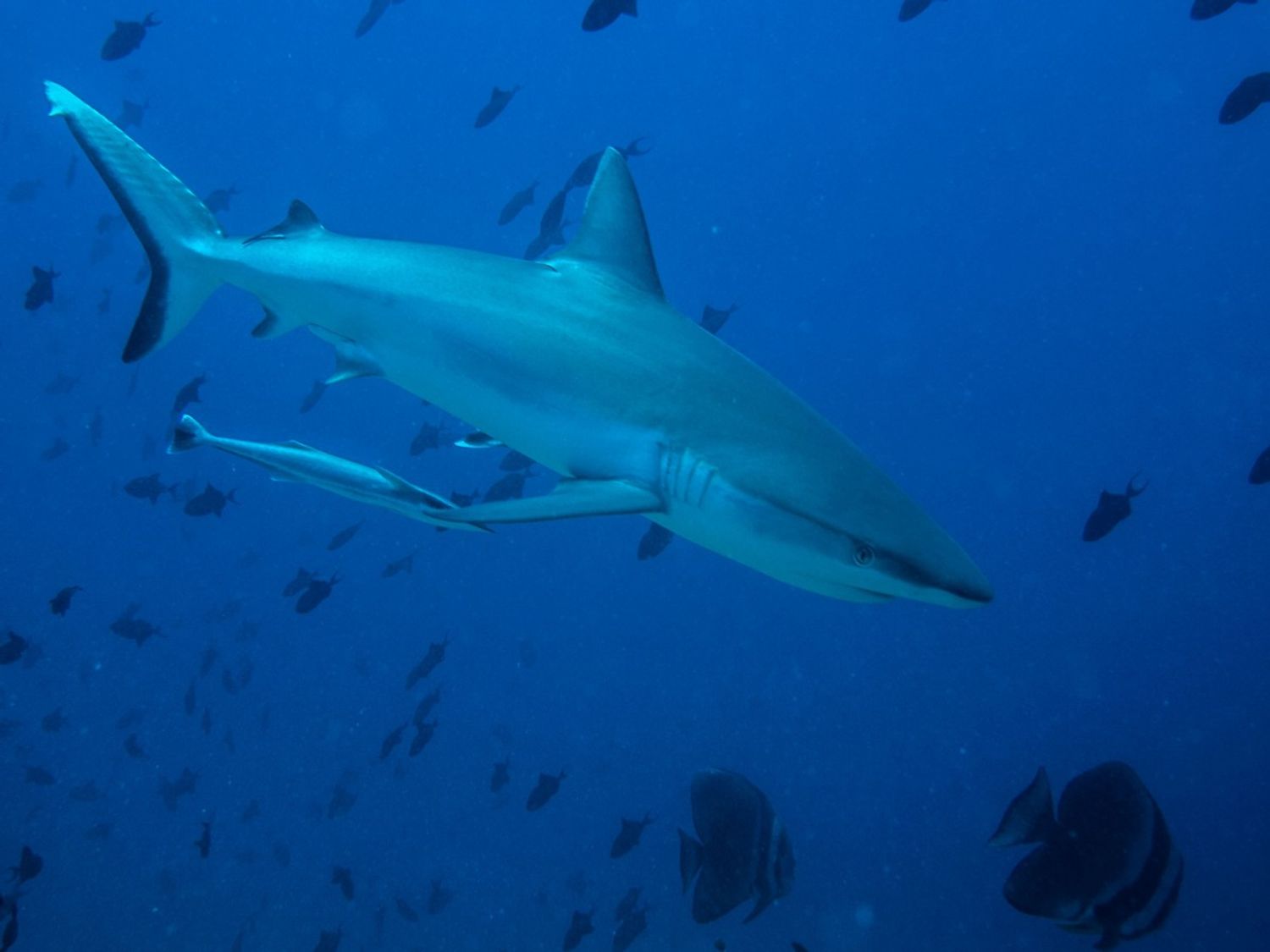 Requin